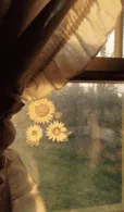 Image posted by the member