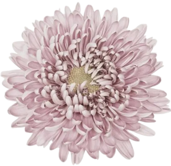 chrysanthemums1