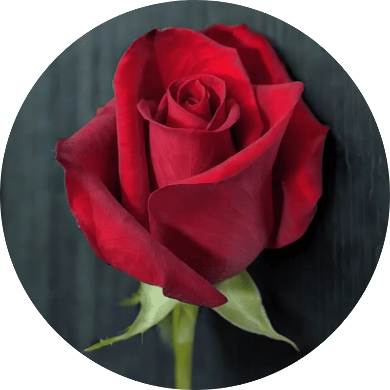 Image posted by the member