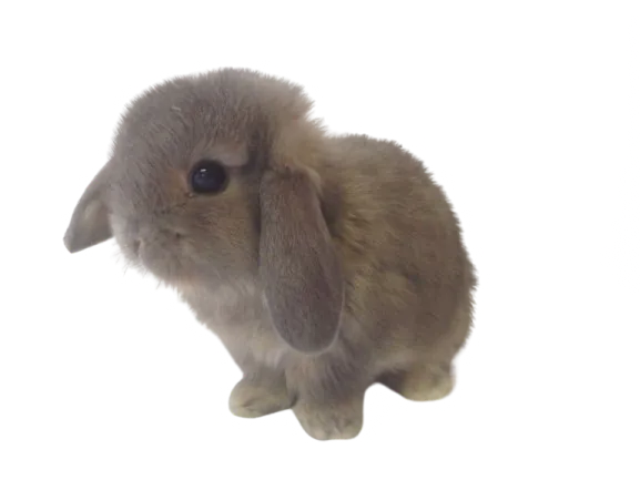 Image posted by the member