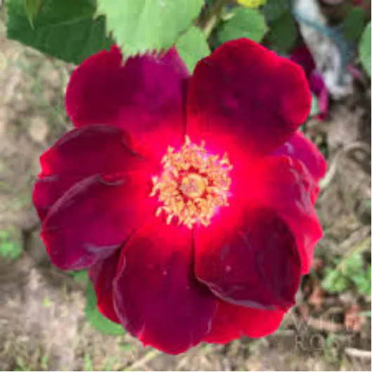 Image posted by the member