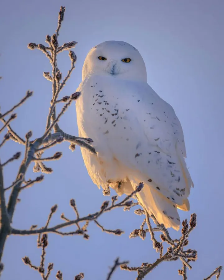 A picture of Mimos pet owl Schuhu