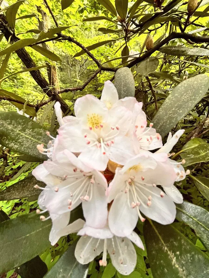 Image posted by the member
