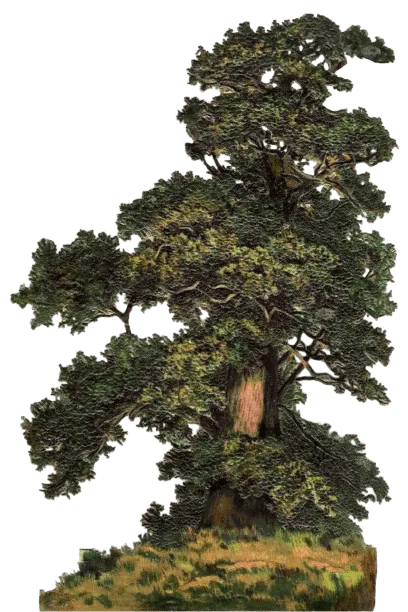 Image posted by the member