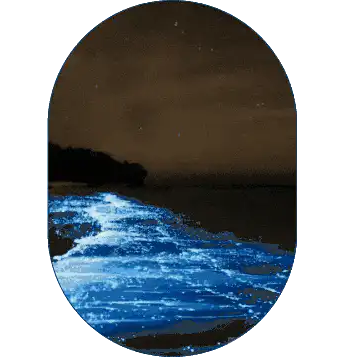 Image posted by the member