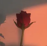 Image posted by the member
