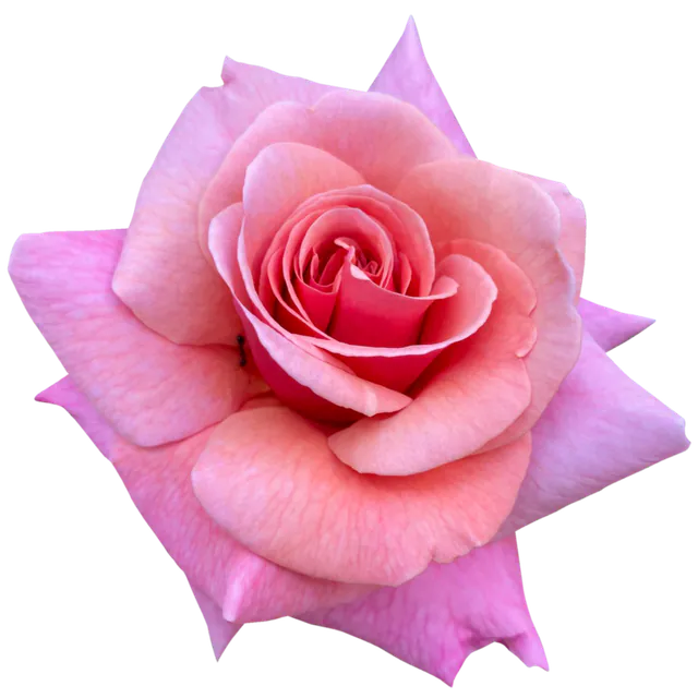 Image posted by the member