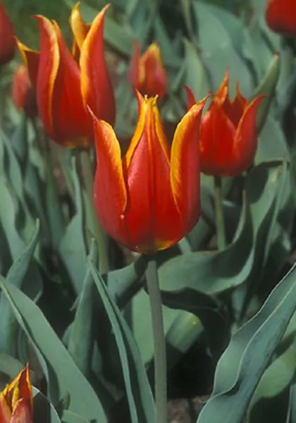 Image posted by the member