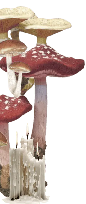 Image posted by the member