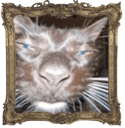 Image posted by the member
