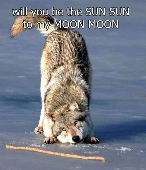 Image posted by the member