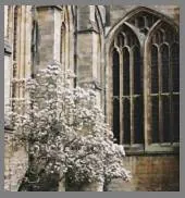 Image posted by the member
