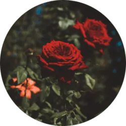 Image posted by the member