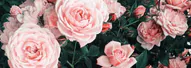 Image posted by the member
