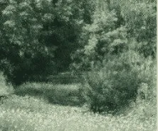Image posted by the member