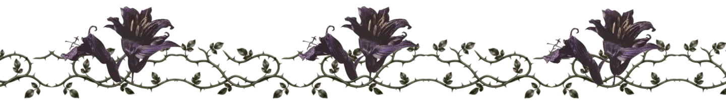 belladonna border