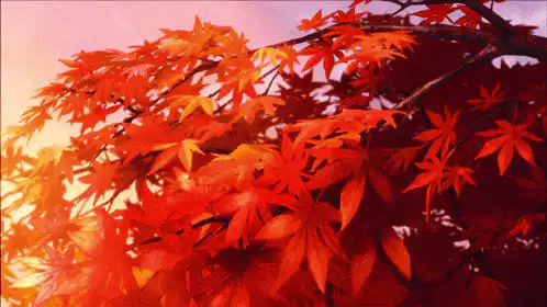 Image posted by the member