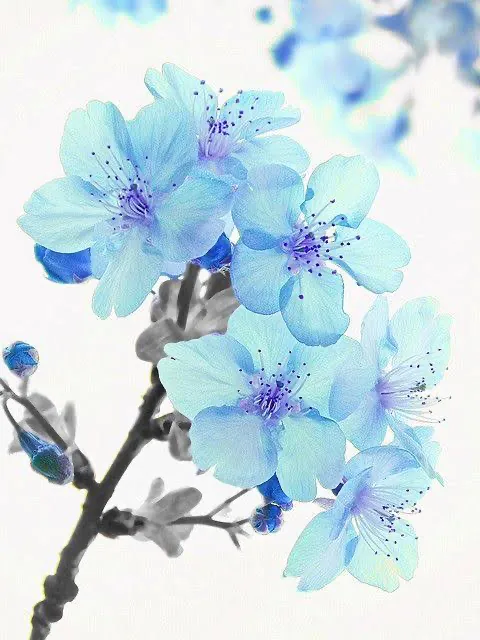 Image posted by the member