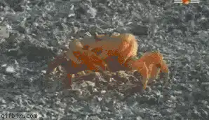Image posted by the member