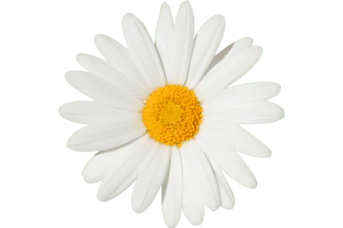 Image posted by the member