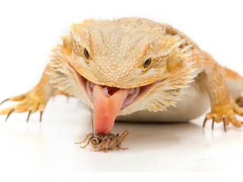 Image posted by the member