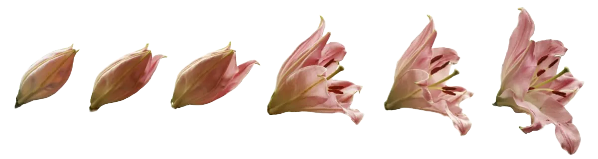 Lilies