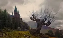 Image posted by the member