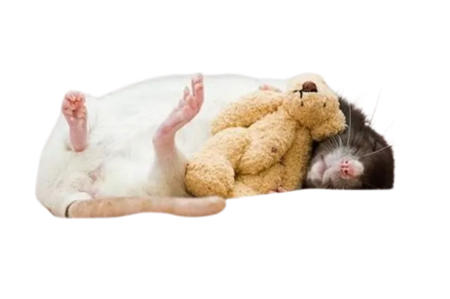 Image posted by the member