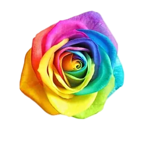 Image posted by the member