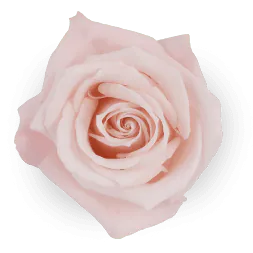Image posted by the member