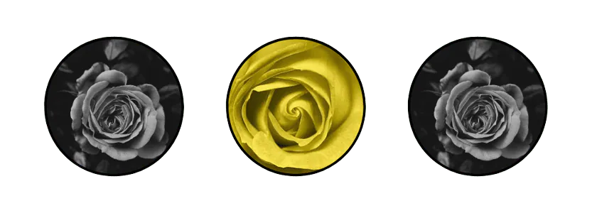 Image posted by the member