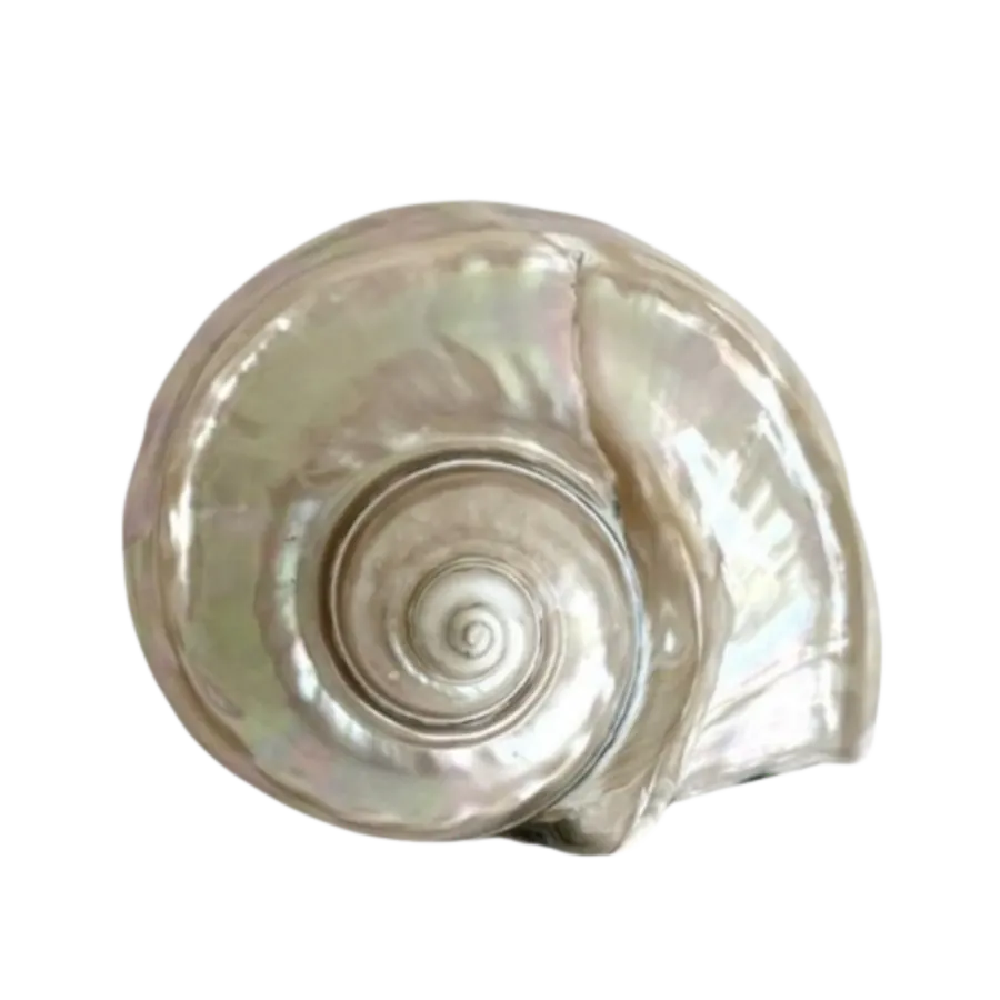 shell