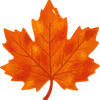 autumn leaf