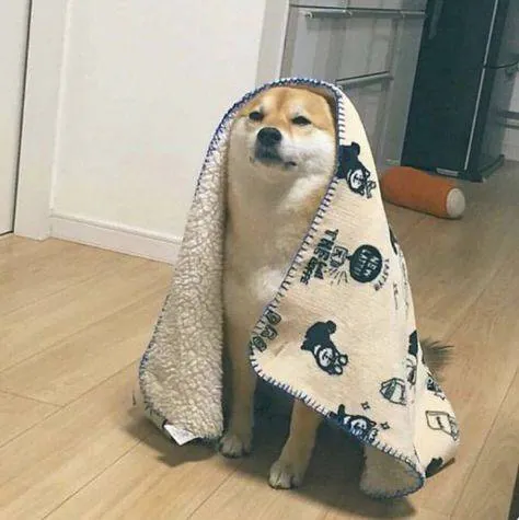 Image posted by the member