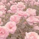 Image posted by the member