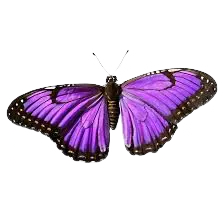 Image posted by the member