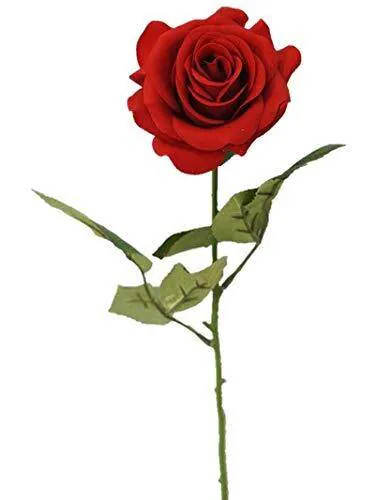 Image posted by the member