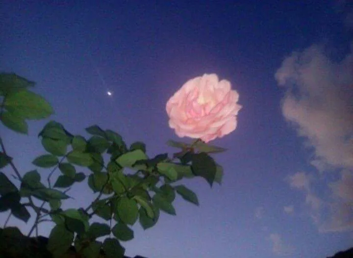 Image posted by the member