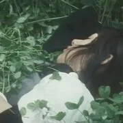 Image posted by the member