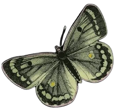 Image posted by the member