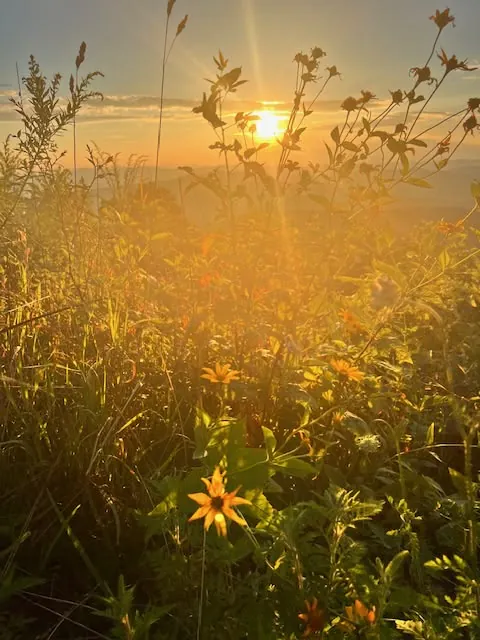 Image posted by the member