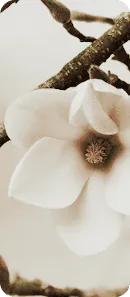 Image posted by the member