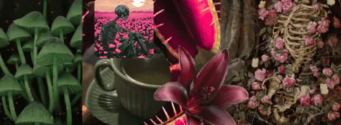 Image posted by the member