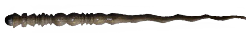 Image posted by the member