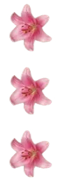 Image posted by the member