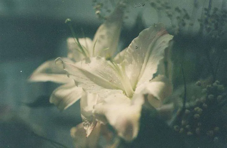 Image posted by the member