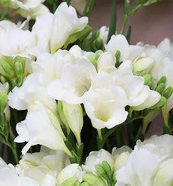 Image posted by the member