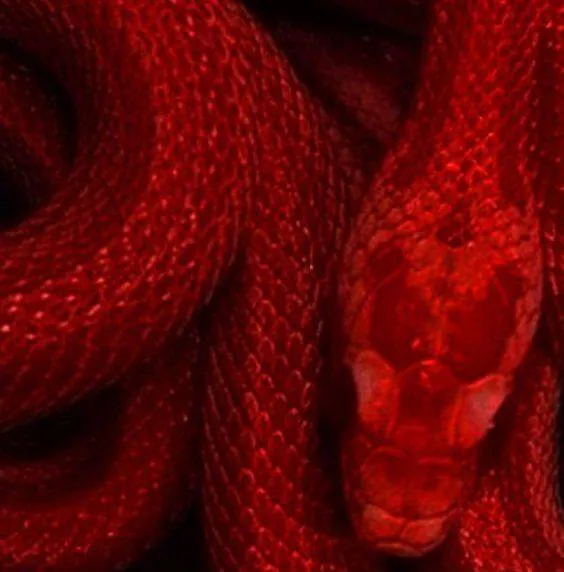 Image posted by the member