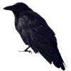 Image posted by the member