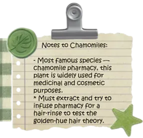 chamomile notes